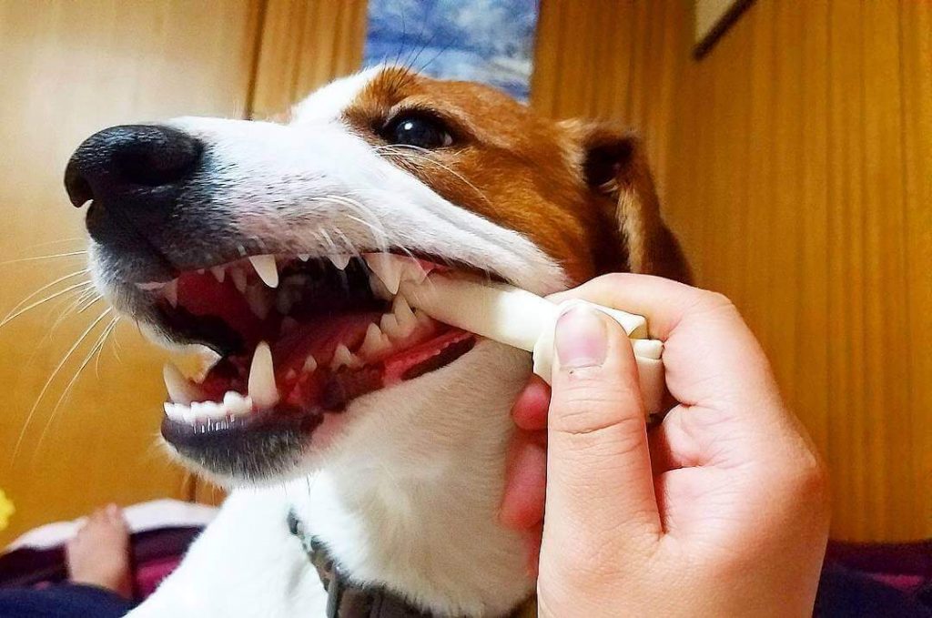 Уход за зубами взрослой собаки
