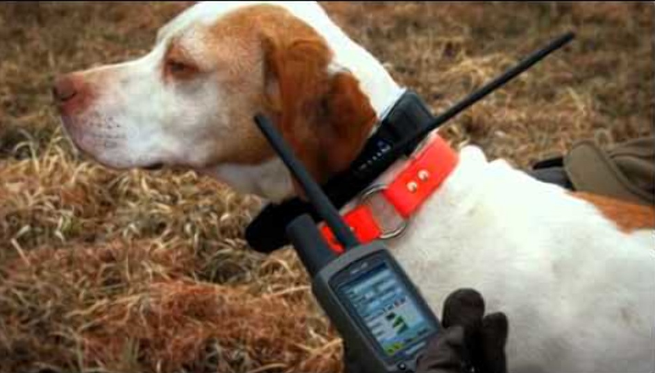 Ошейник для охотничьих собак, с GPS