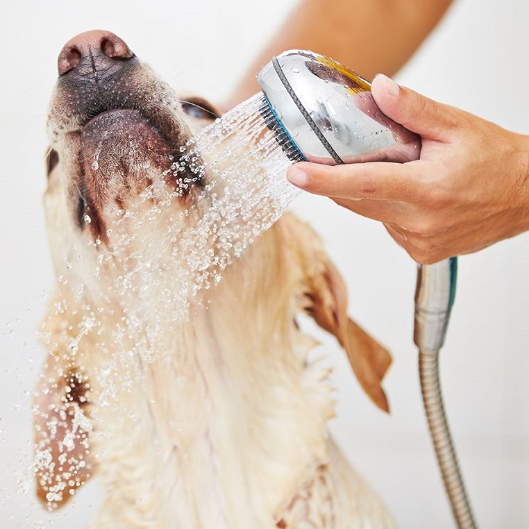 Можно мыть собаку человеческим шампунем. Мытье собаки. Гигиена собак. Собака моется. Собаку моют.