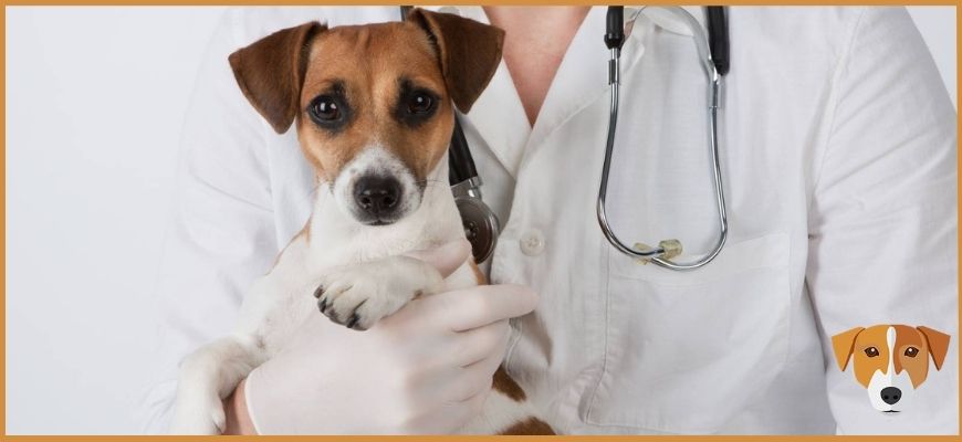 Когда есть симптомы простуды у собаки - обращайтесь к врачу